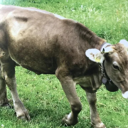 De Luxe Walensee *